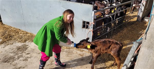 Feed the calves in the spring.